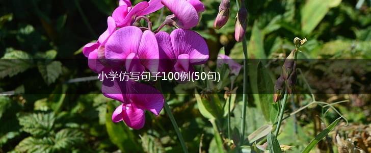 小学仿写句子100例(50句),第1张