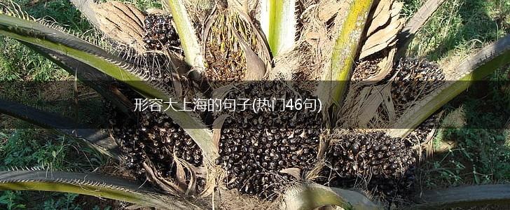 形容大上海的句子(热门46句),第1张