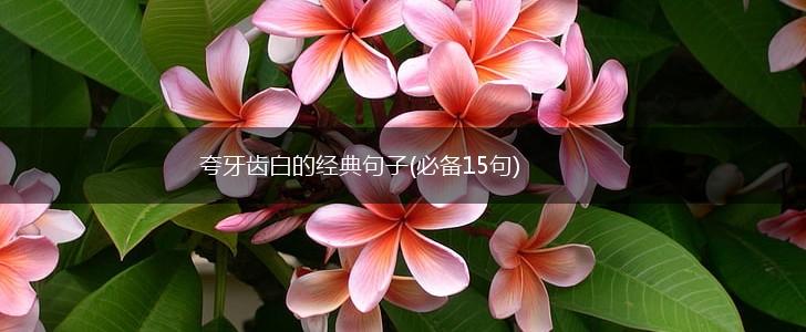 夸牙齿白的经典句子(必备15句),第1张