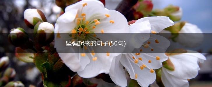 坚强起来的句子(50句),第1张