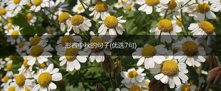 形容中秋的句子(优选7句),第1张