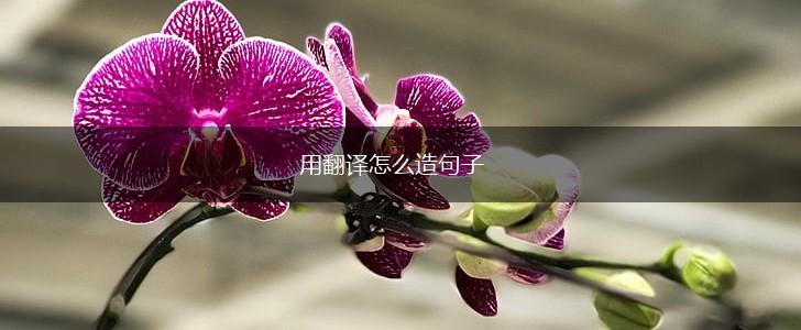 用翻译怎么造句子,第1张 用翻译怎么造句子,第1张