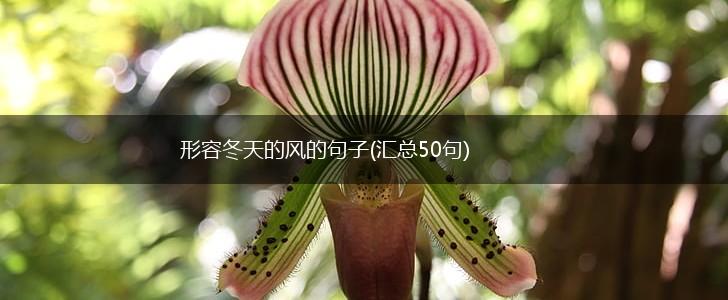 形容冬天的风的句子(汇总50句),第1张