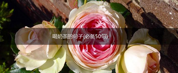 喝奶茶的句子(必备50句),第1张