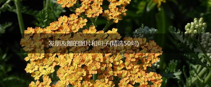 发朋友圈的图片和句子(精选50句),第1张
