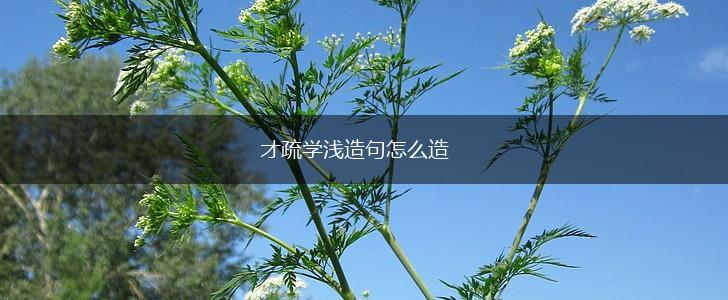 才疏学浅造句怎么造,第1张