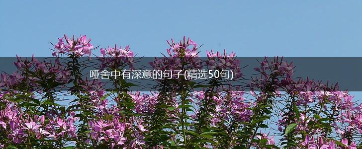 哑舍中有深意的句子(精选50句),第1张