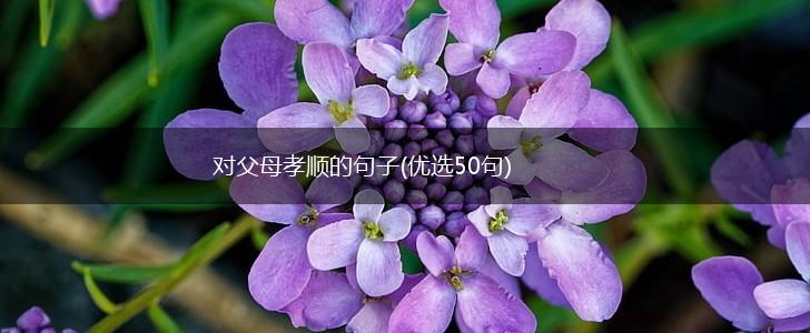 对父母孝顺的句子(优选50句),第1张