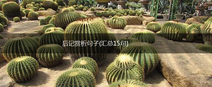 后记赏析句子(汇总15句),第1张