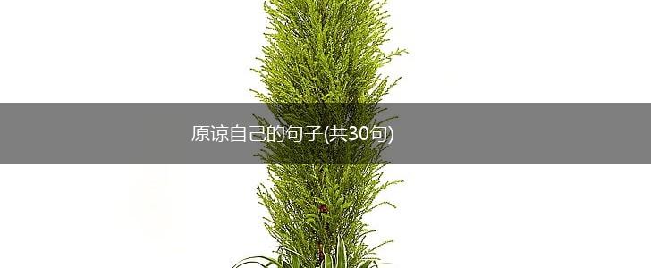 原谅自己的句子(共30句),第1张