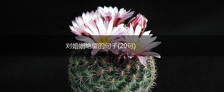 对婚姻绝望的句子(20句),第1张