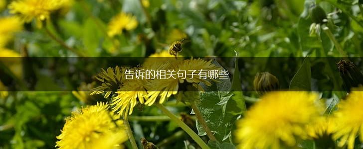 告诉的相关句子有哪些,第1张