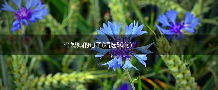 夸妈妈的句子(精选50句),第1张