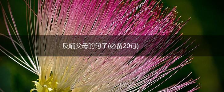 反哺父母的句子(必备20句),第1张