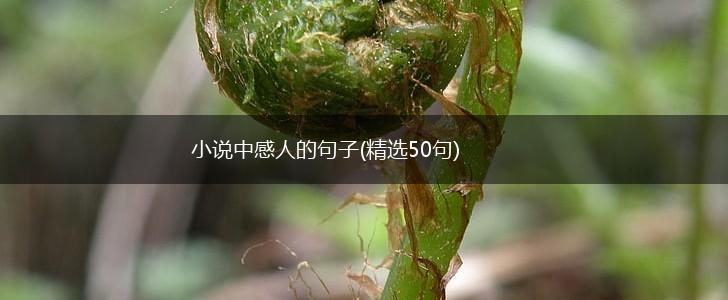 小说中感人的句子(精选50句),第1张