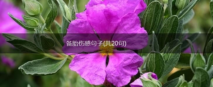 备胎伤感句子(共20句),第1张