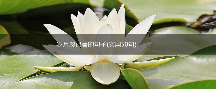 岁月忽已暮的句子(实用50句),第1张