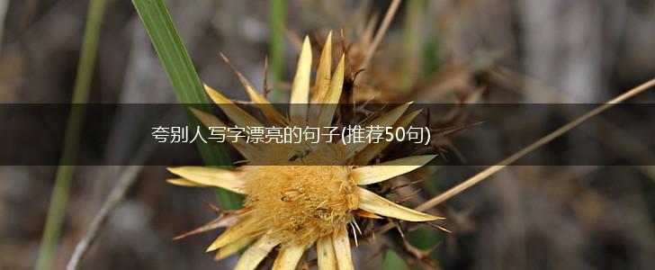 夸别人写字漂亮的句子(推荐50句),第1张