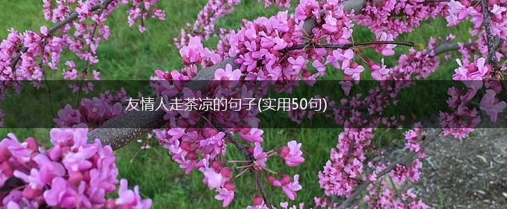 友情人走茶凉的句子(实用50句),第1张