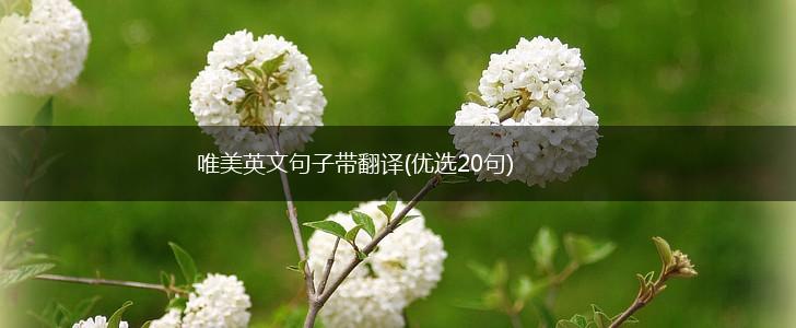 唯美英文句子带翻译(优选20句),第1张