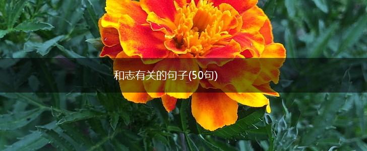 和志有关的句子(50句),第1张
