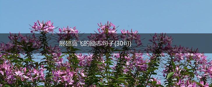 展翅高飞的励志句子(30句),第1张
