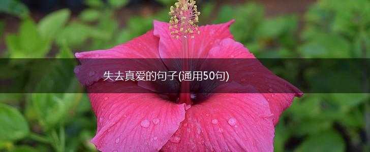 失去真爱的句子(通用50句),第1张