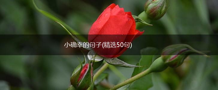小确幸的句子(精选50句),第1张