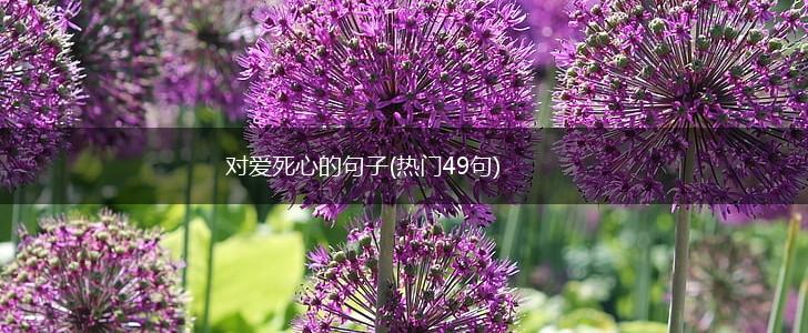 对爱死心的句子(热门49句),第1张