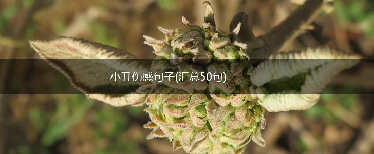 小丑伤感句子(汇总50句),第1张