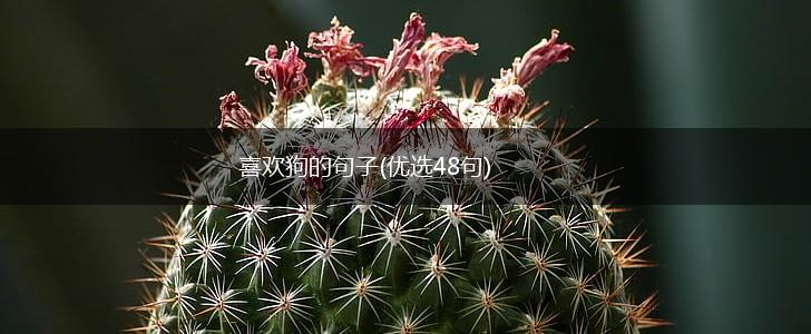 喜欢狗的句子(优选48句),第1张