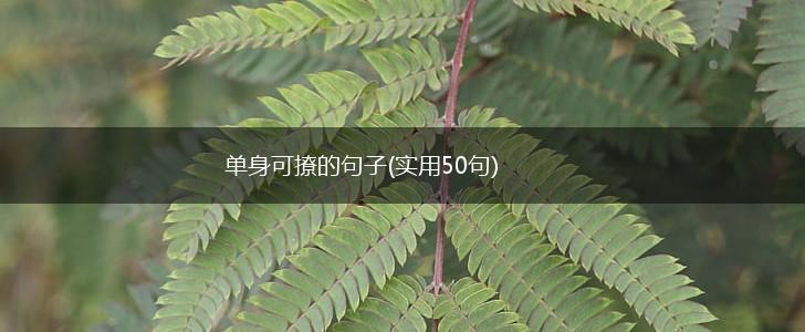 单身可撩的句子(实用50句),第1张