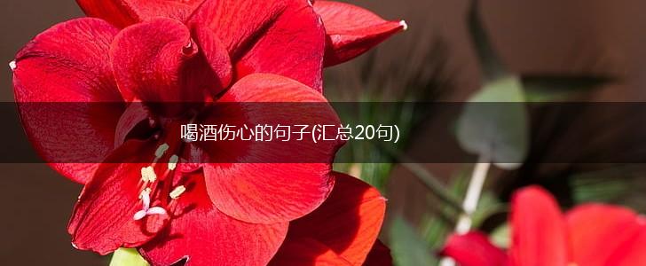 喝酒伤心的句子(汇总20句),第1张