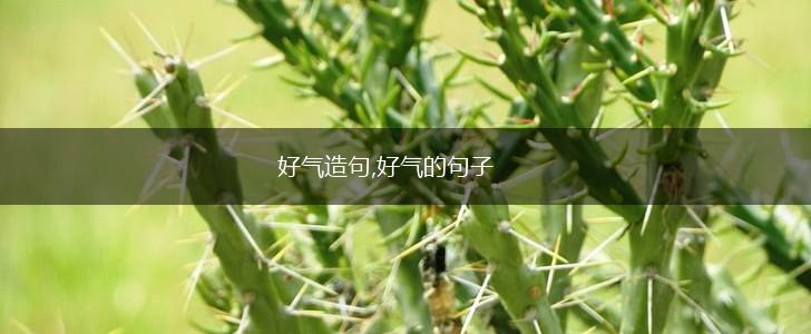好气造句,好气的句子,第1张 好气造句,好气的句子,第1张