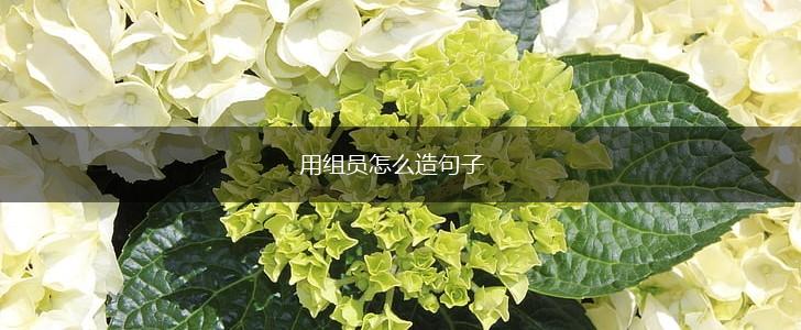用组员怎么造句子,第1张