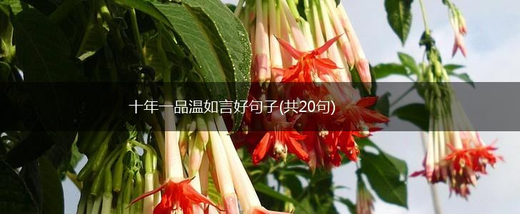 十年一品温如言好句子(共20句),第1张