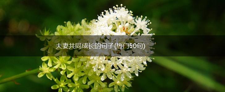 夫妻共同成长的句子(热门50句),第1张