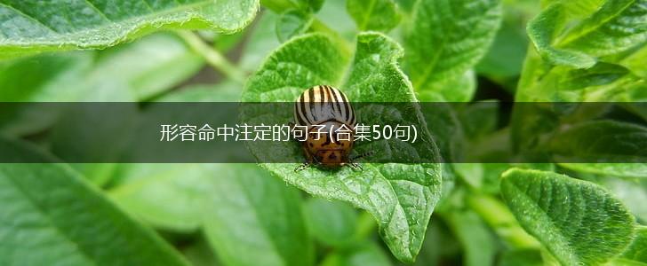 形容命中注定的句子(合集50句),第1张