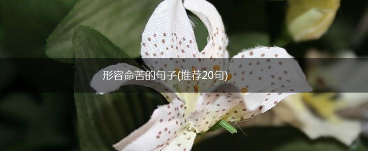 形容命苦的句子(推荐20句),第1张