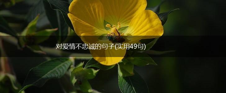 对爱情不忠诚的句子(实用49句),第1张