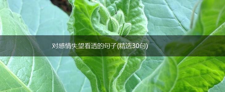 对感情失望看透的句子(精选30句),第1张
