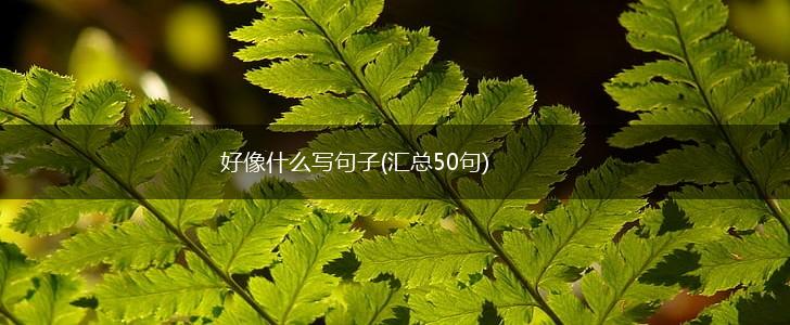 好像什么写句子(汇总50句),第1张