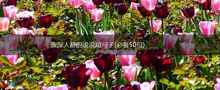 夜深人静的说说短句子(必备50句),第1张