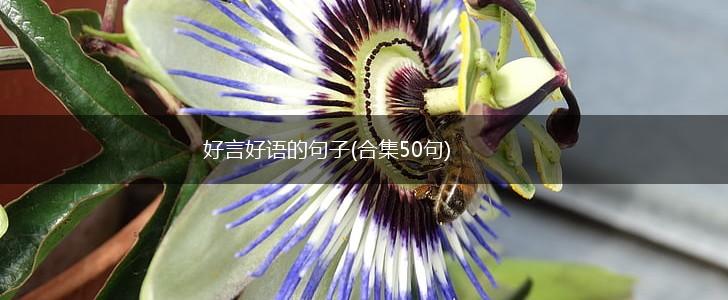 好言好语的句子(合集50句),第1张