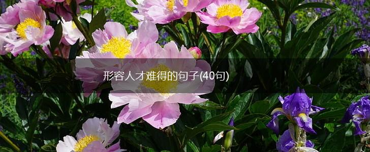形容人才难得的句子(40句),第1张