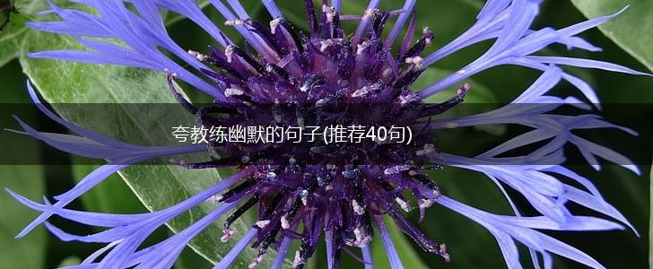 夸教练幽默的句子(推荐40句),第1张