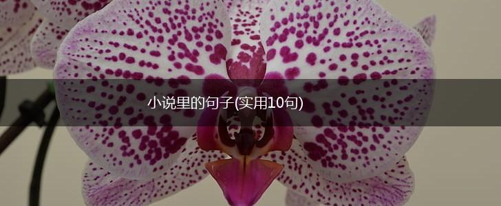 小说里的句子(实用10句),第1张