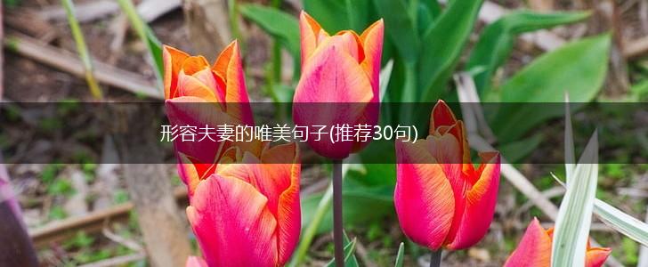 形容夫妻的唯美句子(推荐30句),第1张
