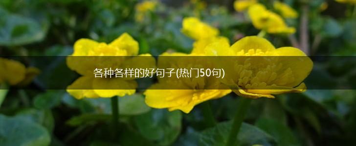 各种各样的好句子(热门50句),第1张