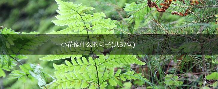 小花像什么的句子(共37句),第1张